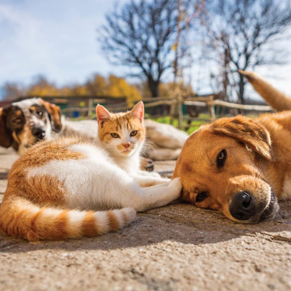 what is CBD Care - Pet Care